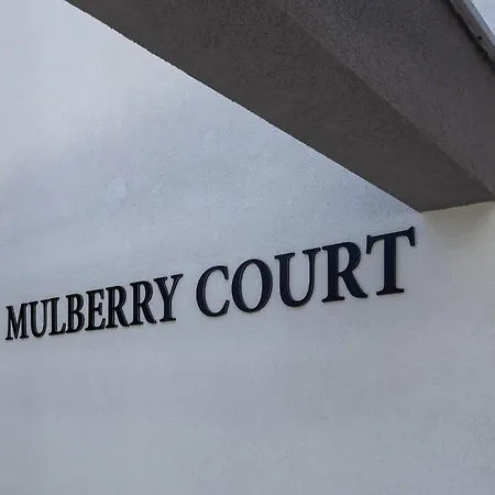 Mulberry Tree Premium